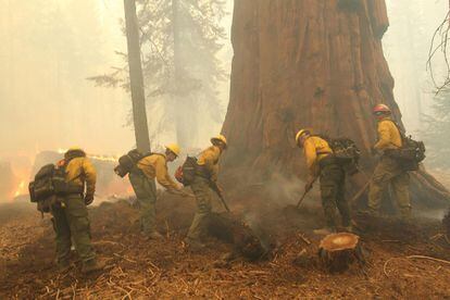 Un grupo de bomberos cava una línea de fuego alrededor de una secuoya mientras el fuego arde a lo largo del sendero en la zona conocida como el ‘Bosque de los Gigantes, en California.