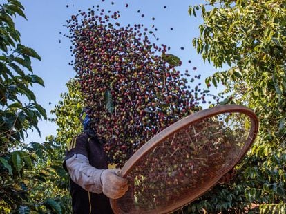 Un agricultor durante la cosecha de café en la localidad brasileña de Guaxupe.