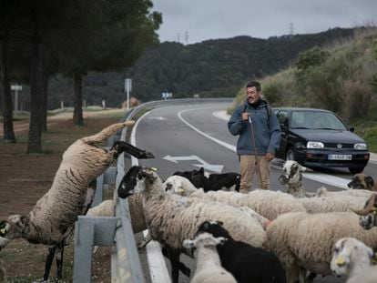 Daniel Sánchez junto a sus ovejas en la Font del Gos de Barcelona, la pasada primavera.