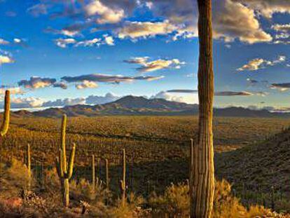 Desierto de Sonora, entre Baja California y Arizona.
