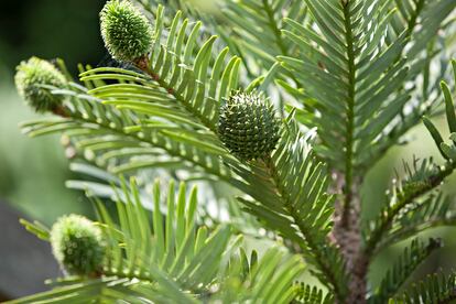 Female cones of 'Wollemia nobilis'