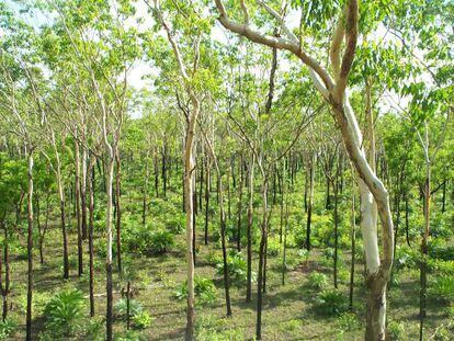 La sabana australiana (en la imagen), de &Aacute;frica y el Cerrado amaz&oacute;nico est&aacute;n reverdeciendo, compensando la deforestaci&oacute;n de la selva tropical.