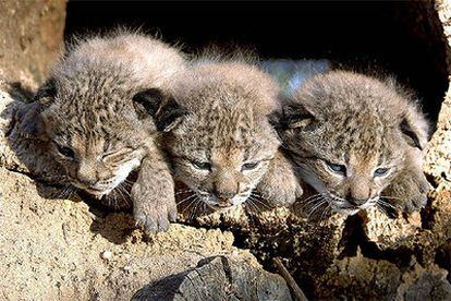 La lince Brezina (a la izquierda), junto a sus hermanos Brezo y Brisa, en una imagen tomada el pasado 21 de abril.