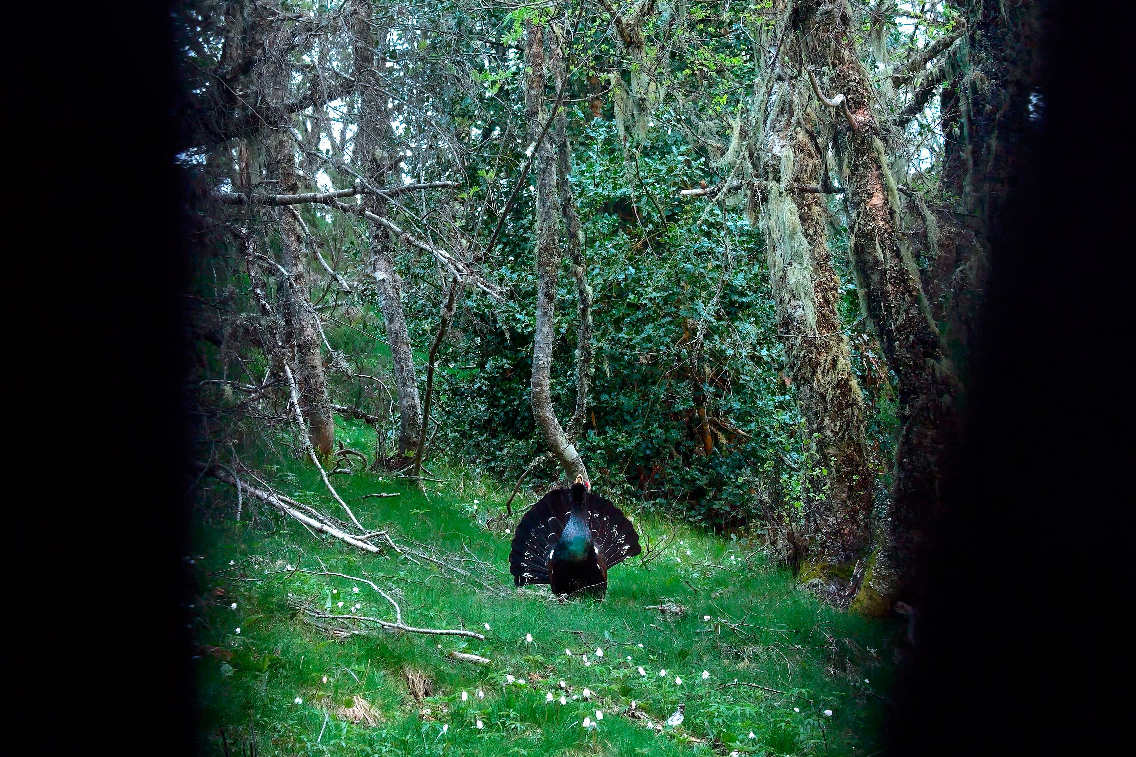 Un urogallo cantábrico, en un bosque viejo de abedules y acebos, visto desde un hide (o escondite).