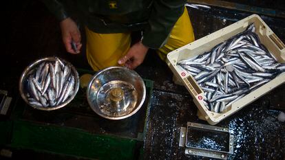 Anchoas del Cantábrico, en el País Vasco.