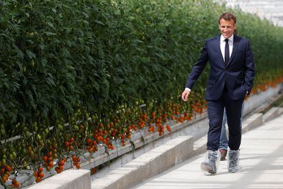 El presidente de Francia, Emmanuel Macron, visitó este miércoles un invernadero de tomates ubicado en la región gala de Bretaña. El viaje estuvo centrado en comprobar de primera mano las dificultades del campo en mitad de la crisis por el coronavirus.