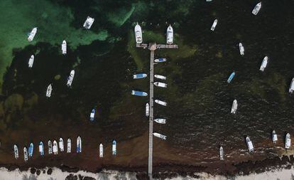 Vista aérea de la concentración de sargazo en un puerto en la costa Quintana Roo.