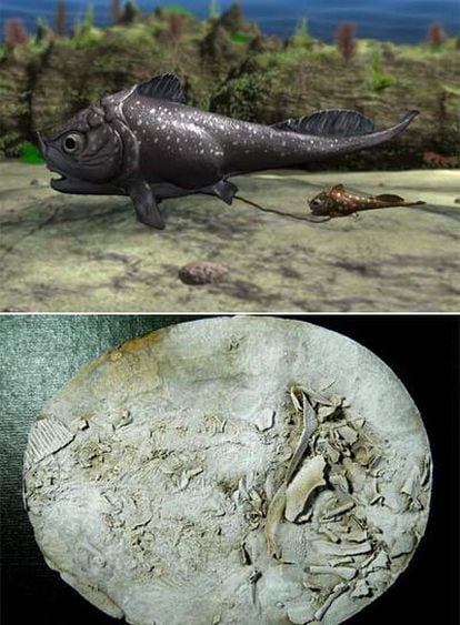 Arriba, ilustración del <i>Materpiscis attenboroughi</i> con su cría. Abajo, fotografía del fósil completo.