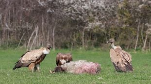 Buitres leonados en Larraintzar (Navarra).