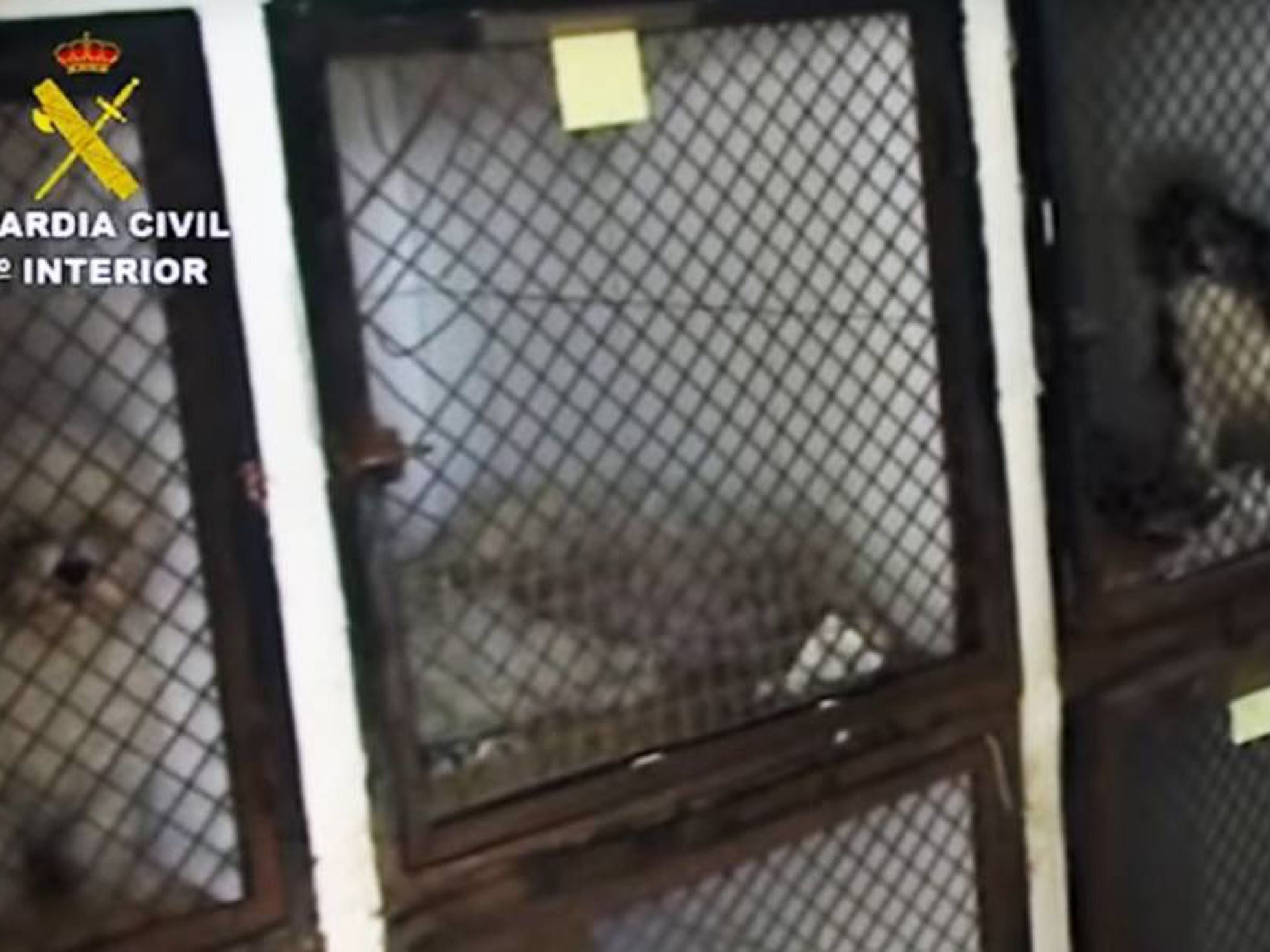 hierro Helecho Basura Los 65 animales de la perrera de Parla se libran del desalojo | Madrid | EL  PAÍS
