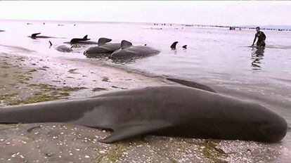 Ejemplares de ballenas piloto muertas en la bahía Golden de Nueva Zelanda.