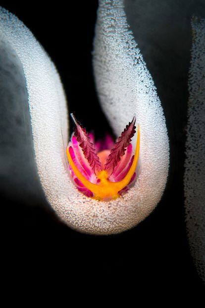 Un nidibranquio (comunmento conocidos como babosas de mar) en Anilao, Filipinas.
