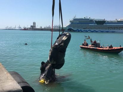 Extracción de los restos del cachalote del puerto de Valencia.