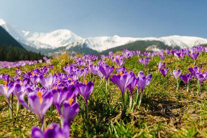 Polana Chocholowska (en la foto) es un gran prado alpino en la vertiente polaca de los Tatra, una parte de la cordillera de los Cárpatos que se extiende a través de la frontera con Eslovaquia ocupando un área total de 750 kilómetros cuadrados de densos bosques, lagos y afiladas montañas como el pico Rysy, de 2.499 metros. En invierno, Polana Chocholowska alberga una estación de esquí; fue precisamente en su refugio de montaña, un albergue económico de la cadena polaca PTTK, donde en junio de 1983 se reunieron Juan Pablo II y el sindicalista Lech Walesa durante la segunda visita del papa a Polonia. Chochołowska es también famosa por la espectacular alfombra de crocos —género de plantas bulbosas de la familia de las iridáceas con más de 80 especies, una de ellas el azafrán— de color púrpura que cubren en marzo la pradera. Zakopane, una pequeña ciudad con casas de madera a 100 kilómetros al sur de Cracovia, funciona como centro turístico para los paseos y ascensiones por la zona.