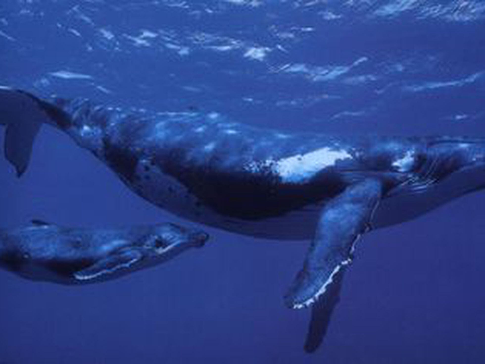 La promiscuidad de las ballenas | Sociedad | EL PAÍS