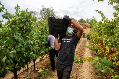 Trabajadores temporales que laboran en la vendimia en la ciudad de Lapuebla de Labarca, en Rioja Alavesa.