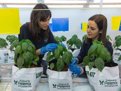 Fitotrones de Bayer en Almería.