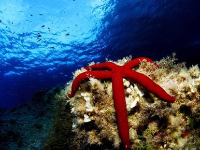 Estrella de mar púrpura en el parque nacional de La Cabrera.