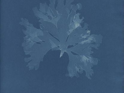 Nitophyllum gmeleni, de la Parte XI de Photographs of British Algae- Cyanotypes Impressions, 1849-50.