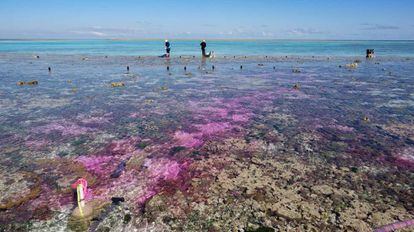 Investigadores realizan el experimento en la Gran Barrera de Coral.