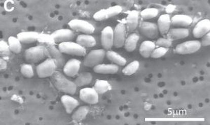 Cultivo de la bacteria GFAJ-1.
