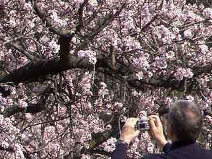 Un hombre fotografía un almendro en flor en marzo de 2005.