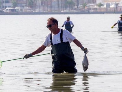 Trabajos de recogida de peces muertos en San Pedro del Pinatar (Murcia). En vídeo, la opinión de los ecologistas locales.
