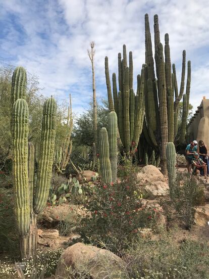 Saguaros and other species adapted to the lack of water and high temperatures at the Desert Botanical Garden, in Phoenix, Arizona, in November 2021.