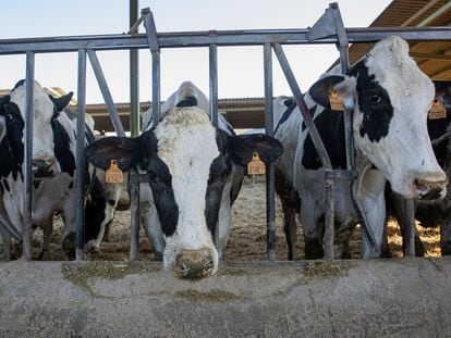Vacas en una granja de producción de leche en Logroño.