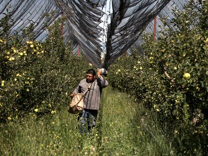 Un campesino trabaja en un cultivo de manzanas en el Estado de Coahuila, México.