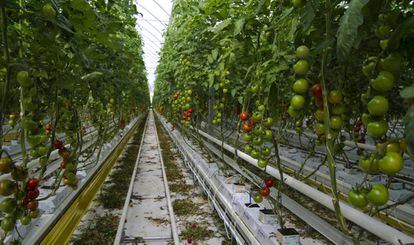 Tomateras fertilizadas mediante abono carbónico en Almería.