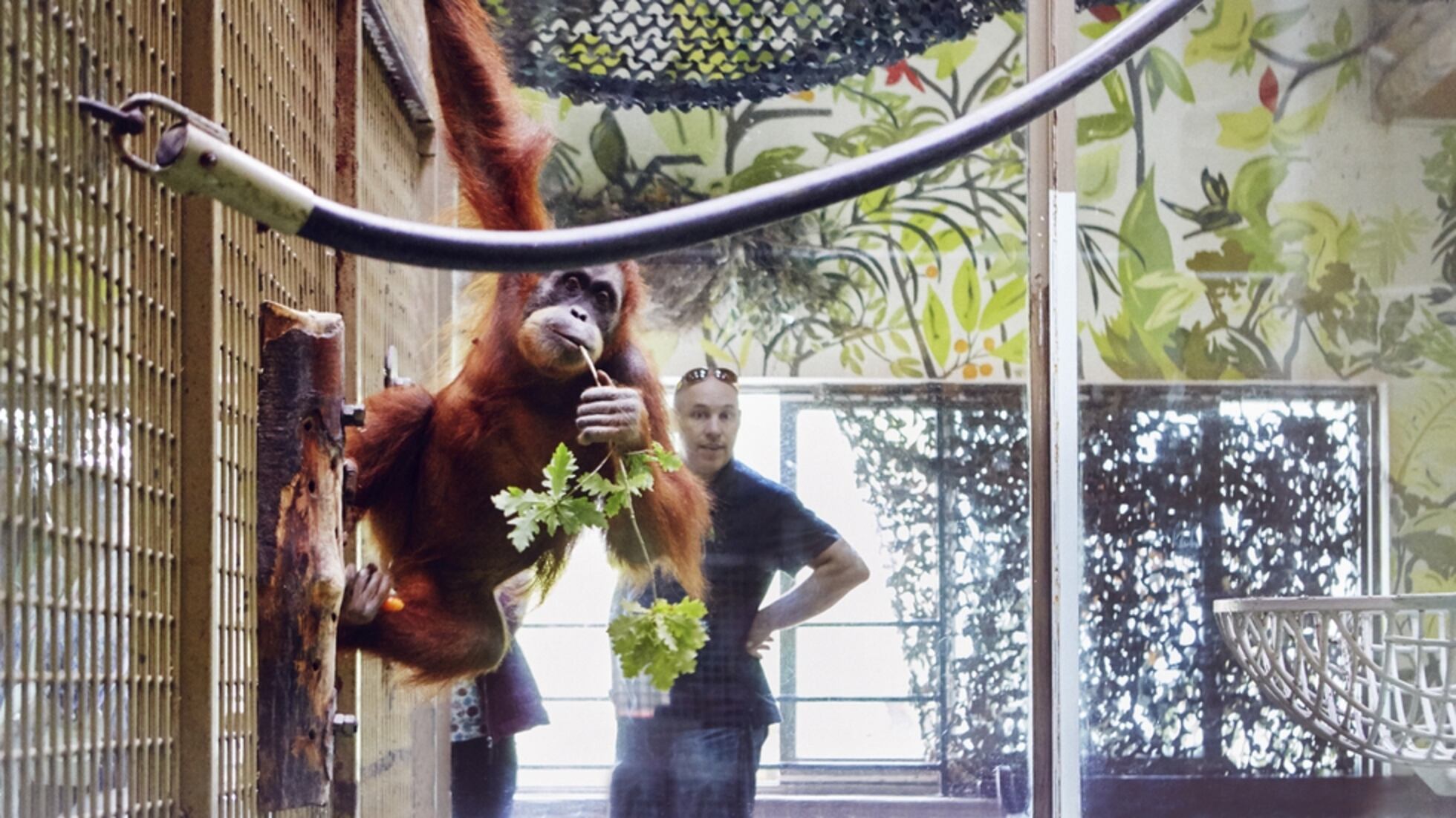 La Otra Isla De Gerald Durrell El Pais Semanal El Pais
