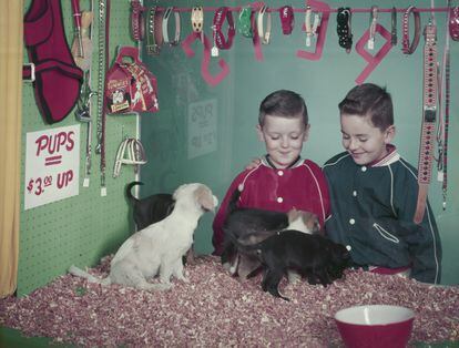 Cuál es el animal ideal para regalar a un niño esta Navidad? Ninguno |  Actualidad | ICON | EL PAÍS