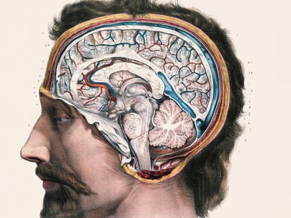 Vista lateral del interior del cerebro ilustrada por Nicolas Henri Jacob en 1844.