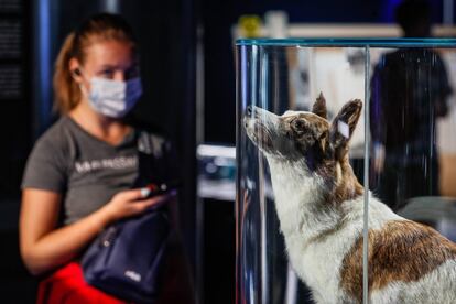 La misión Korabl-Sputnik 2, que puso en órbita durante un día y recuperó completamente sanos y salvos a los perros Belka y Strelka, 40 ratones, dos ratas y varias plantas de distintos tipos, cumplió este miércoles 60 años.