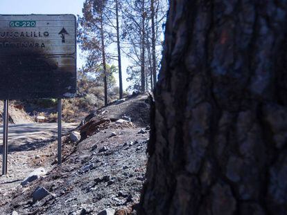 Una señal de tráfico quemada en Gáldar (Gran Canaria).