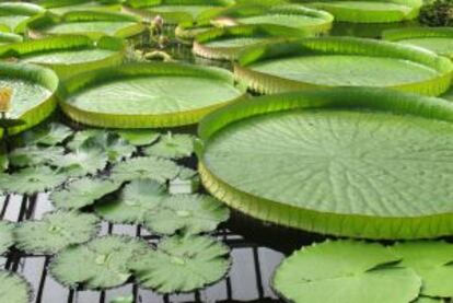 Nenúfares gigantes en el Jardín Botánico de Múnich.