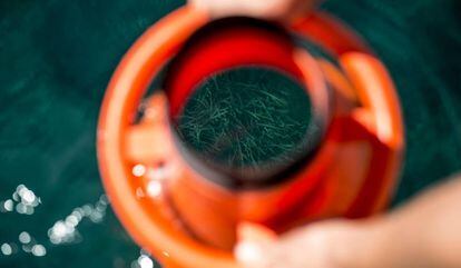 Una lupa para inspeccionar las praderas de posidonia,