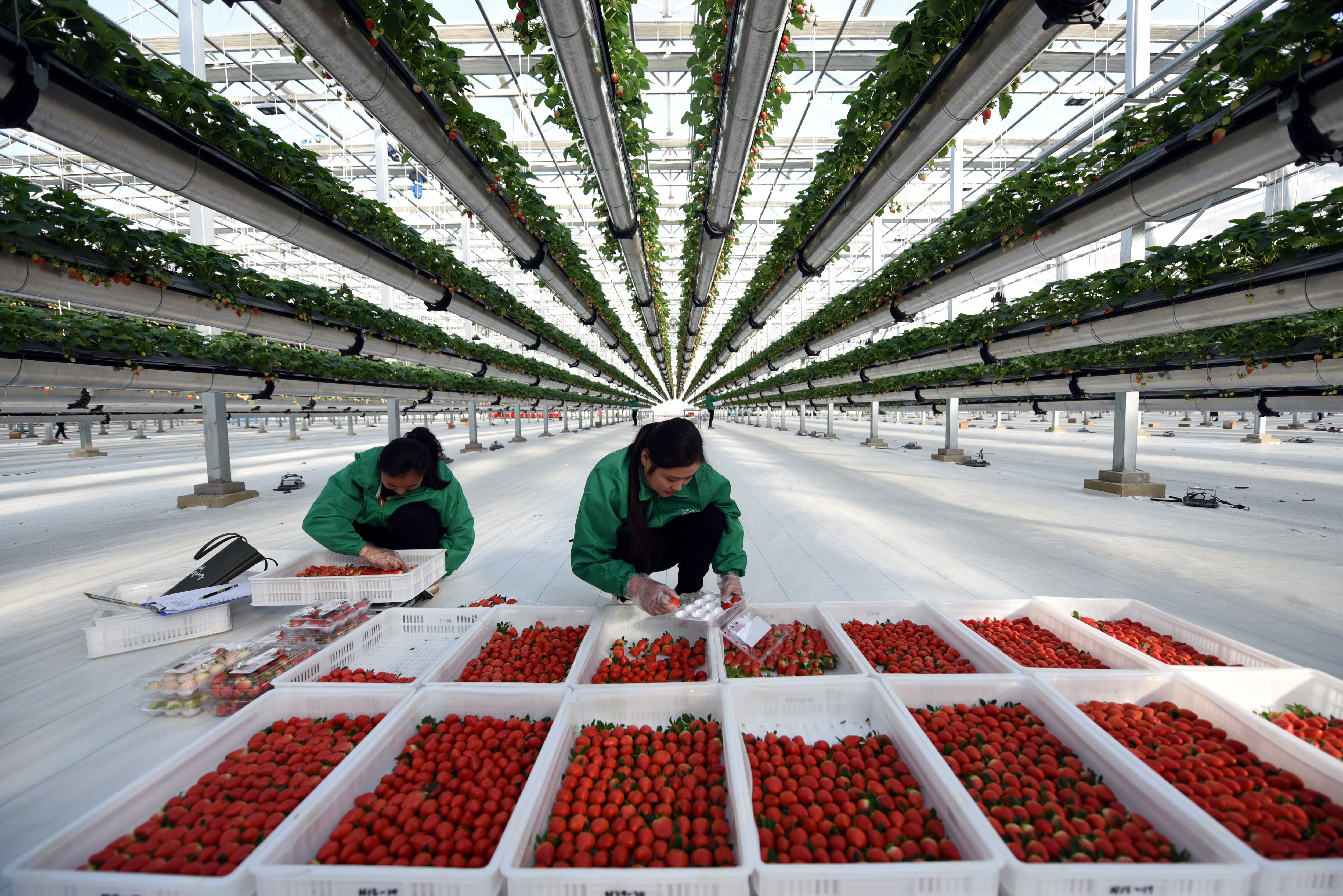 Empleados de un invernadero inteligencia seleccionan fresas en la provincia china de Shandong.