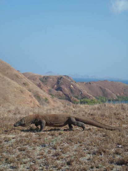 Dragón de Komodo ('Varanus komodoensis').