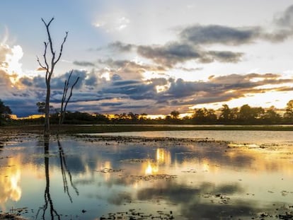 Zona de Pantanal en Brasil.