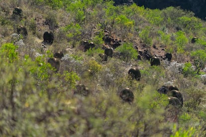 Giant Biznagas on the side of a mountain in Ojo de Agua.