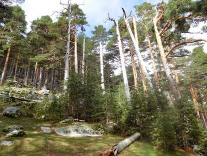 Un pinar de pino silvestre donde aparecen individuos adultos muertos que están siendo reemplazados por un elevado número de individuos jóvenes.