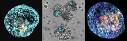 Modelos de embrión humano denominados iBlastoides, generados en el laboratorio de José Polo.