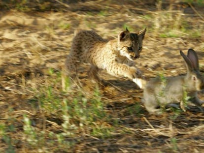 Los linces dependen de los conejos para sobrevivir.