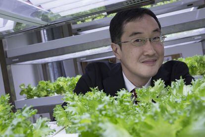 Motonobu Sato, el responsable de la división de agricultura urbana de la compañía, junto a un cultivo de lechugas hidropónicas.