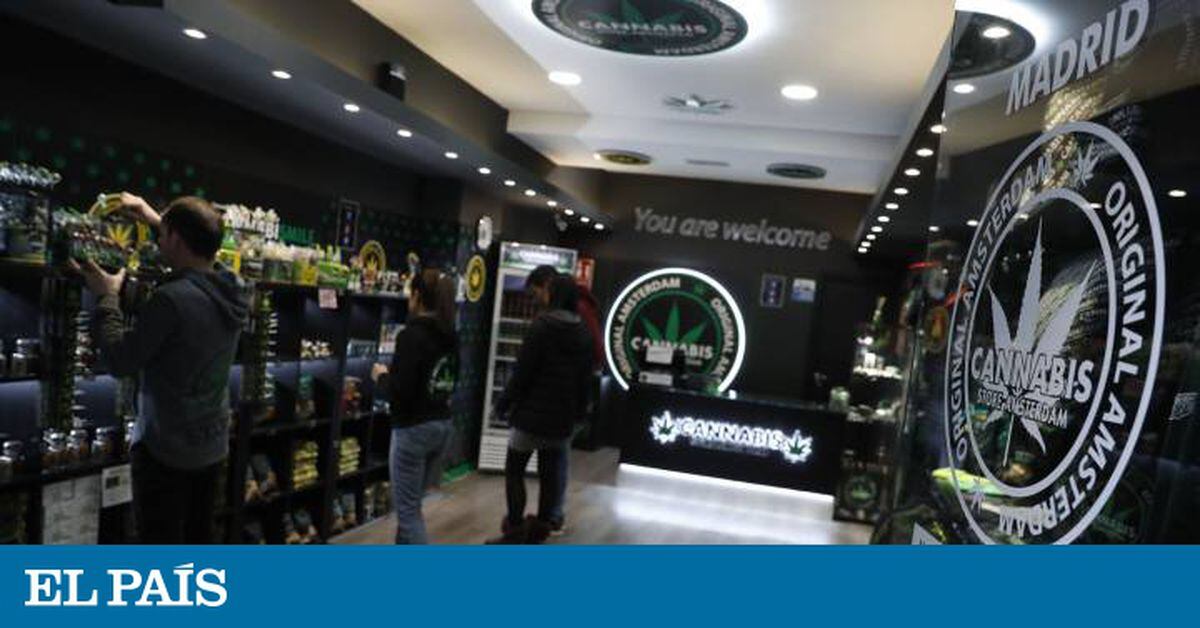 CBD: ¿Qué tiene el aceite de cannabis que está causando furor en