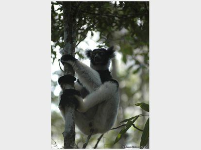 El Indri <i>Indri indri</i> es el mayor de los lémures de las tierras bajas y bosques tropicales de Madagascar. Anteriormente clasificado como en peligro, pasa a estar en peligro crítico debido a la previsible disminución de esta especie en más de un 80%. La pérdida de su condición de tabú entre la población de Madagascar y la destrucción de su hábitat son sus principales amenazas.