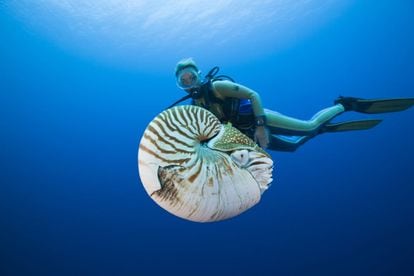 El 'nautilus pompilius' es la especie más conocida de nautilo, un molusco cefalópodo nocturno que se alimenta de peces, crustáceos o carroña y llega a vivir hasta 20 años.