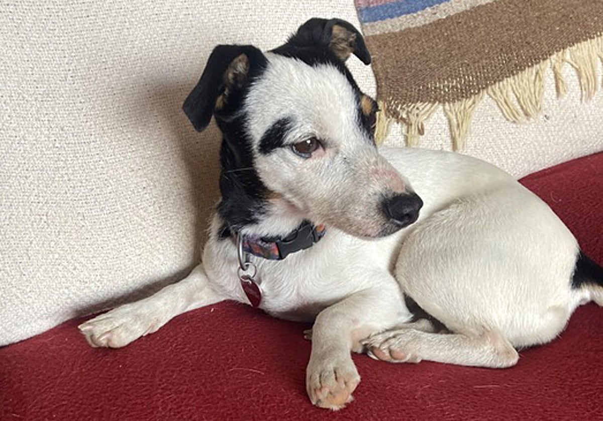 Una perrita sobrevive 72 días a la muerte de su dueño en la montaña en EE UU | Ciencia